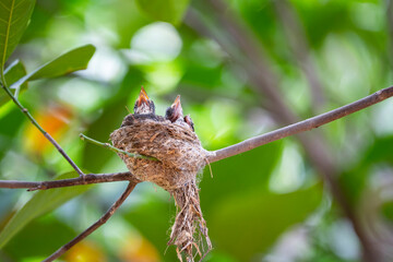 Sunda Pied Fantail