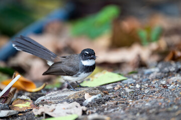 Sunda Pied Fantail