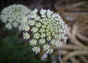 Cnidium flowers in the garden