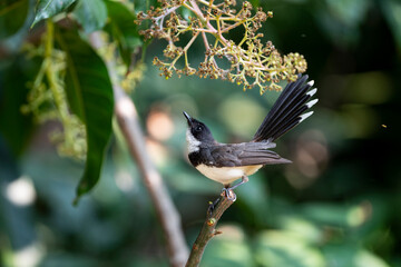 Sunda Pied Fantail