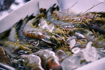 close up of shrimp