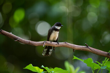 Sunda Pied Fantail