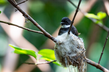 Sunda Pied Fantail