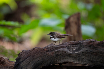 Sunda Pied Fantail