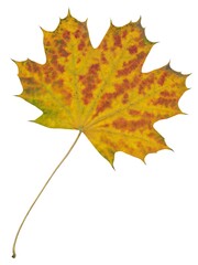 multicolor maple leaf isolated on white