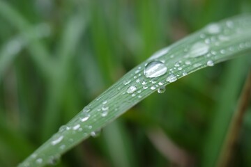 grass with dew drops