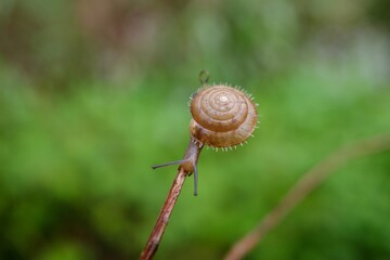 snail on a leaf