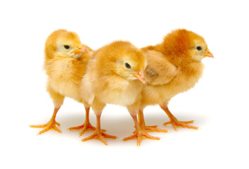 Chicks isolated on white