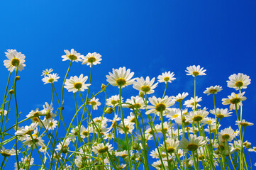 White camomiles on blue sky