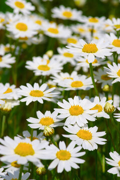 White daisy on field © Alekss
