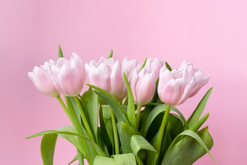 Beautiful delicate bouquet of tulip flowers on pink background