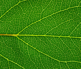 Leaf texture pattern for spring background.