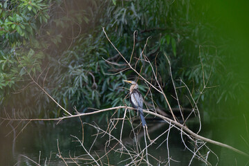 Flor vermelha na natureza com pássaros. 