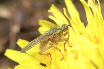 little fly in a dandelion flower