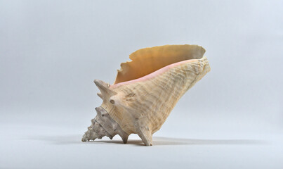 Leaning sea snail shell pointing up