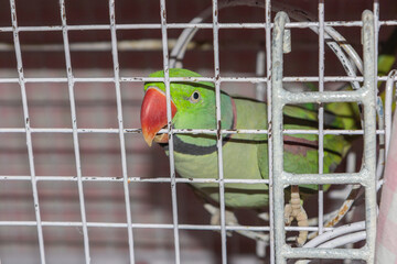 A caged green parrot biting the cage grills with its red beak to break free
