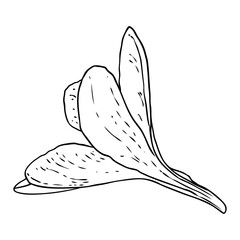 Plumeria flower. Exotic tropical jungle floral blooming for decoration and pattern making. Caribbean, outside plant head, open bloom. Line hand drawing style art. Vector.