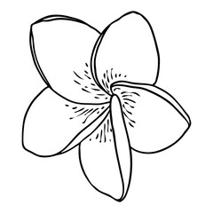Plumeria flower. Exotic tropical jungle floral blooming for decoration and pattern making. Caribbean, outside plant head, open bloom. Line hand drawing style art. Vector.