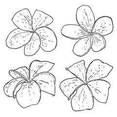 Spa salon Plumeria flower line art element design set. Yoga Oil aromatherapy and hot massage studio, welcome symbol. Drawing Frangipani flower open bud. Vector.