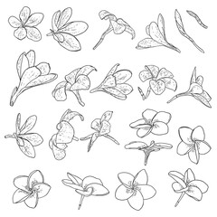 Plumeria flowers set. Exotic tropical jungle floral collections for decoration and pattern making. Caribbean, outside plants heads, open blooms. Line hand drawing style art. Vector.