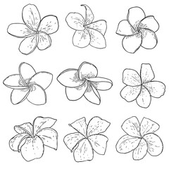 Plumeria blooms hand drawn set. Exotic flowers blooming from tropics set. Traditional floral foliage from Hawaii, Bali collection. Open buds Plumeria petals drawing line art. Vector.