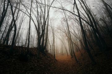 path in forest, dark landscape