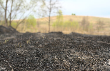 Burnt grass in the spring and a mountain in the background. Spring
