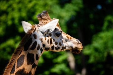 Close-up of a giraffe animal head.