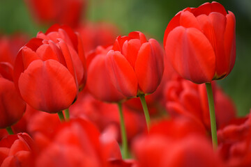 Bright flowers red tulips on a green natural background.