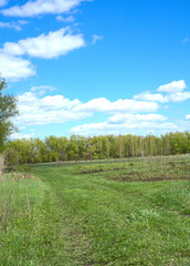 Obraz premium Green grass and blue sky with white clouds. In the distance is a tree and beyond it a forest. Space for text