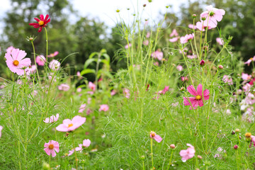 Beautiful pink cosmos flowers after the rain