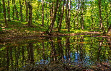 Naklejka premium Small swamp in a green forest