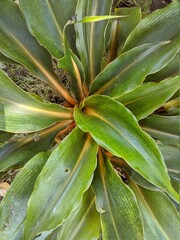 close up of a green and yellow plant
