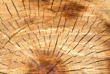 The core of a large sawn tree. Closeup