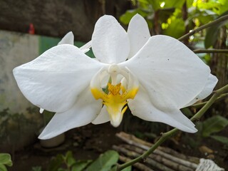 white and yellow orchid