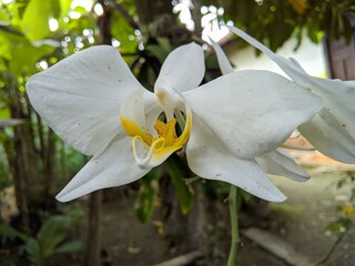 white and yellow orchid flowers