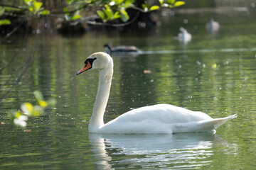 Fototapeta premium Swan