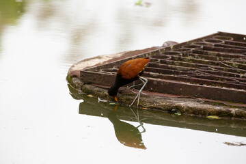 Lindo pato marrom do mato na lagoa em parque.