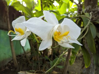 white and yellow orchid flower