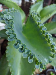 green plant in the garden