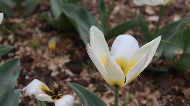 macro photo of spring flowers in garden