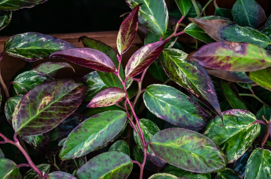 Image of mountain doghobble  colorful marbled plant. Evergreen garden shrub.