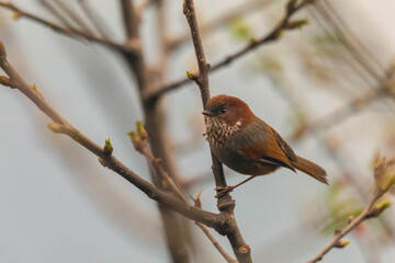 Ludlow's fulvetta or Brown-throated fulvetta (Fulvettaludlowi) at Mishmi hills, Arunachal Pradesh