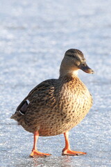 A duck walking on ice in the morning sun
