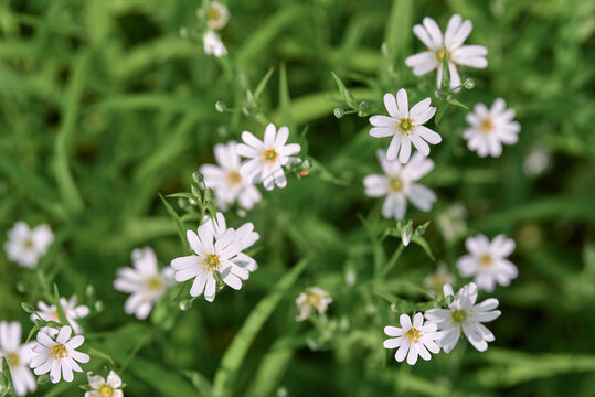 many white forest flowers on a background of green grass on a bright sunny day