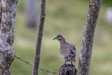 white-winged dove on a fencing post