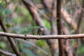 Taiga Flycatcher