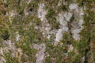 textured background of natural wood covered with green moss