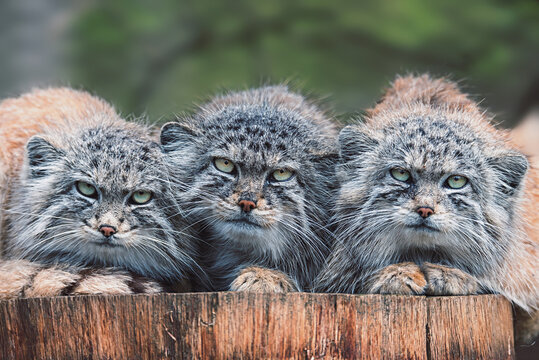 Manul cats