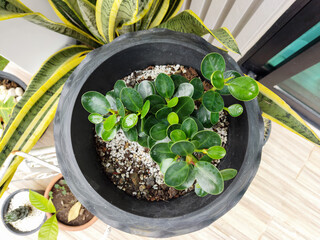Seedlings in pots in front of the house on the wooden floor